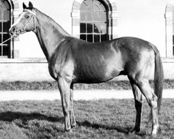 stallion Rantzau xx (Thoroughbred, 1946, from Foxlight xx)