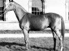 horse Rantzau xx (Thoroughbred, 1946, from Foxlight xx)