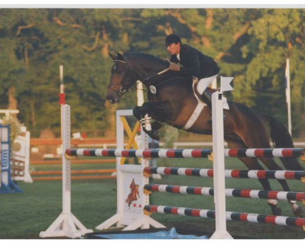 stallion Lancer I (Holsteiner, 1984, from Landgraf I)