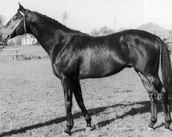 stallion Marlon xx (Thoroughbred, 1958, from Tamerlane xx)
