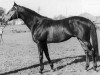 Pferd Marlon xx (Englisches Vollblut, 1958, von Tamerlane xx)