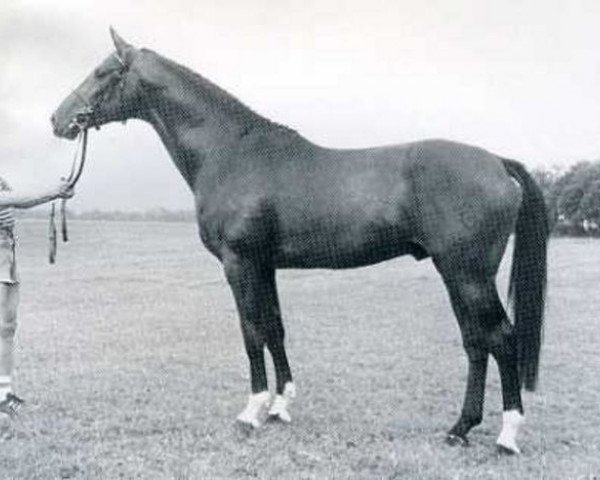 stallion Marlando (Holsteiner, 1980, from Marlon xx)