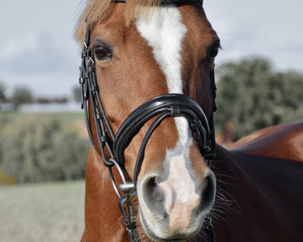 Dressurpferd Heritage 8 (Deutsches Reitpony, 2012, von Humpfry-Me)