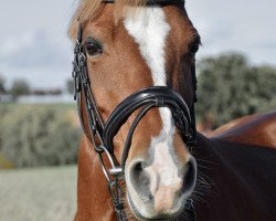 dressage horse Heritage 8 (German Riding Pony, 2012, from Humpfry-Me)