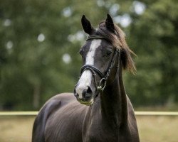 Springpferd Namras von Riva S (Deutsches Reitpony, 2018, von Nadir vom Splitting WE)