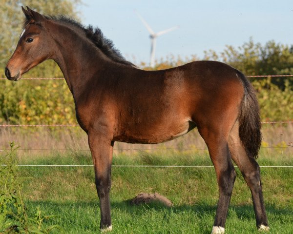 dressage horse Vahimi vom Derkingshof (German Riding Pony, 2022, from VIP 2)