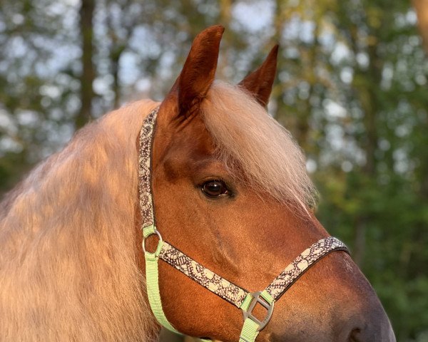 Pferd Mikos (Schwarzwälder Kaltblut, 2012, von Milan)