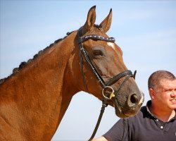 broodmare Virginia XXI (Holsteiner, 2005, from Caretino)