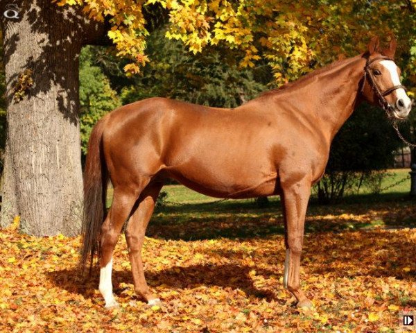 Deckhengst Rhodesian winner xx (Englisches Vollblut, 1999, von Snurge xx)