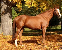 Deckhengst Rhodesian winner xx (Englisches Vollblut, 1999, von Snurge xx)