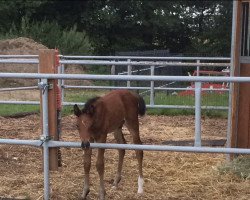 horse Frederico A-Prim (Little-Poland (malopolska), 2018, from Rhodesian winner xx)