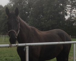 broodmare Francja (Little-Poland (malopolska), 2001, from Harap)