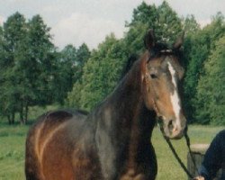 Deckhengst Harap (Malopolska, 1988, von Pick Wick AA)