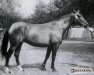 broodmare Harpia (Little-Poland (malopolska), 1983, from Akwen 8864)