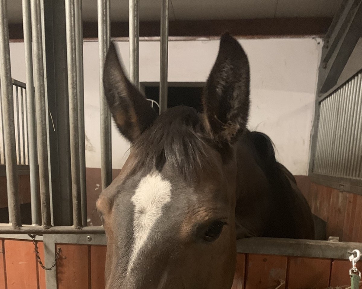 dressage horse Julietta (polish noble half-breed, 2008, from Ars Vivendi)