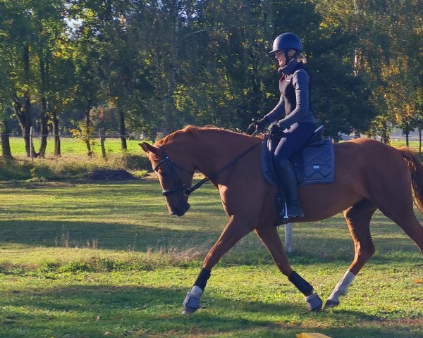 broodmare Destina (Hanoverian, 2018, from Dohnanyi 5)