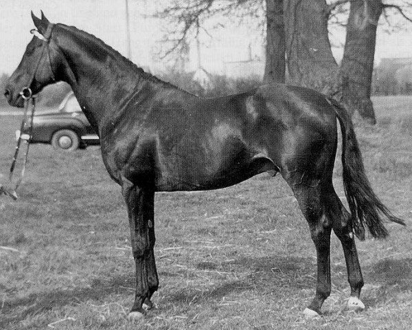 stallion Cottage Son xx (Thoroughbred, 1944, from Young Lover xx)