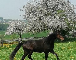horse Frederik (Hannoveraner, 2019, from For Romance I)