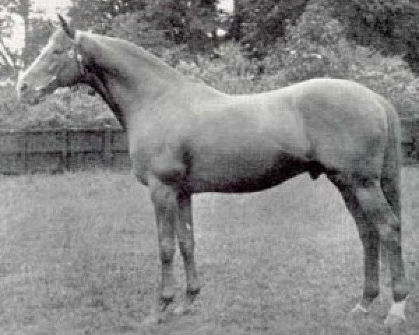 horse Blue Peter xx (Thoroughbred, 1936, from Fairway xx)