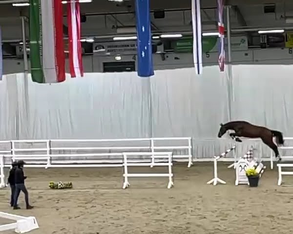 jumper Junghengst (Hanoverian, 2020, from Chacfly PS)