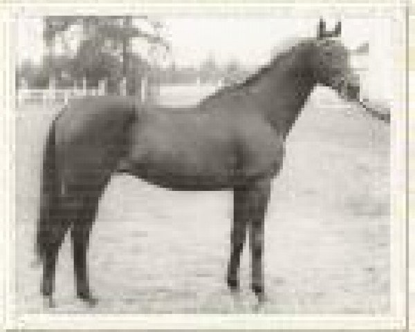 horse Anblick xx (Thoroughbred, 1938, from Ferro xx)