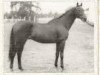 stallion Anblick xx (Thoroughbred, 1938, from Ferro xx)