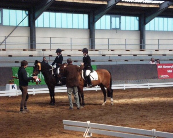 dressage horse Robin Hood 129 (New Forest Pony, 1993, from Ashley Rambler)