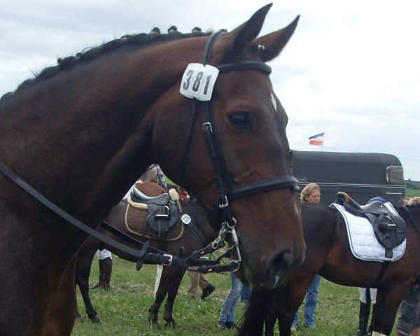 horse Larou (Holsteiner, 1995, from Lord Calando)