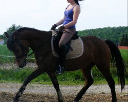 horse Vera (New Forest Pony, 1994, from Cateshill Renegade)