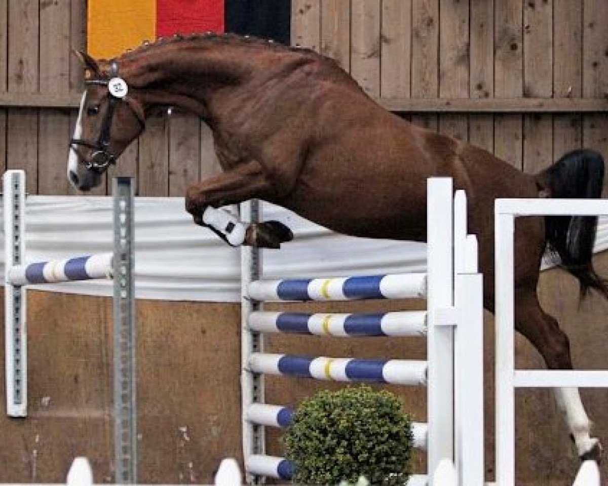 Springpferd Avalon M (Westfale, 2006, von Armitage)