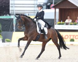 dressage horse Sidney 181 (Westphalian, 2010, from Sir Donnerhall II OLD)