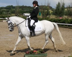 horse Belinda 155 (Hanoverian, 2002, from Bergamon)