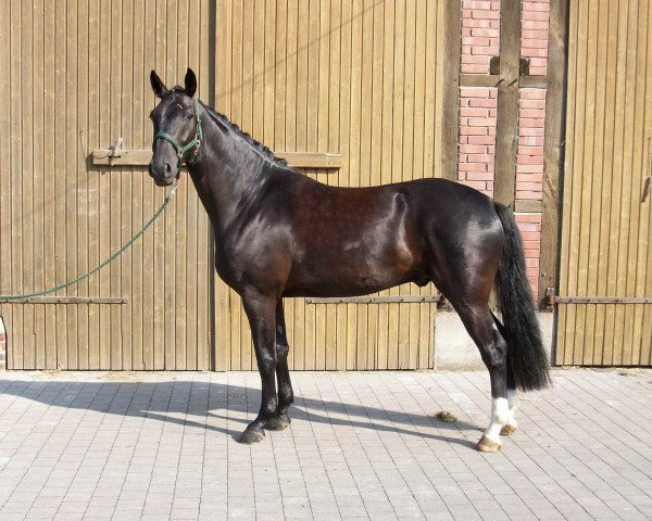 dressage horse Don Antonio (Westphalian, 2007, from Dark Fire)