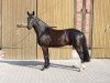 Dressurpferd Don Antonio (Westfale, 2007, von Dark Fire)