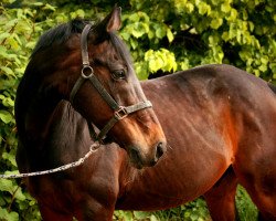 Pferd Anterieur d'Azur (KWPN (Niederländisches Warmblut), von Azur de Paulstra)