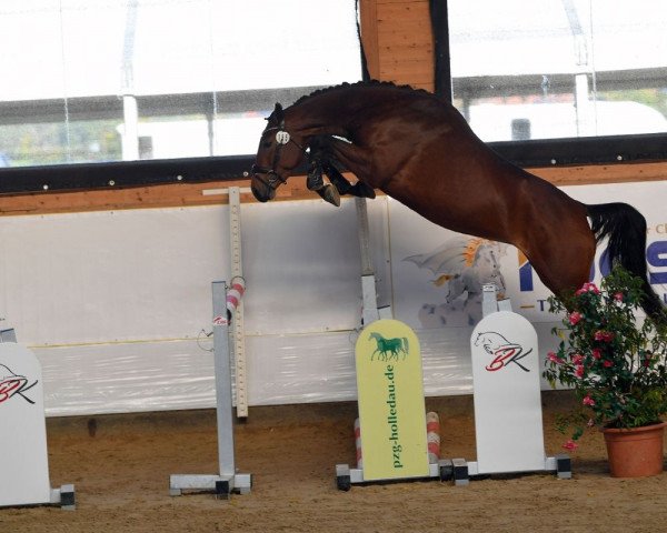 dressage horse Chacira P (German Sport Horse, 2019, from Chacfly PS)