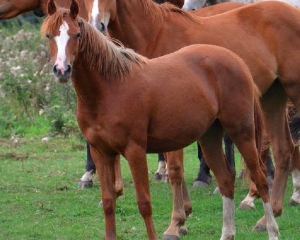 Pferd Edwina de chez nous (Französisches Pony, 2014, von Uhland d' Aven)