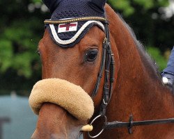 jumper Eddi Eltino (KWPN (Royal Dutch Sporthorse), 2003, from Emilion)