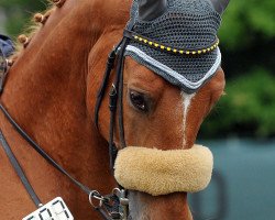 jumper Torino (KWPN (Royal Dutch Sporthorse), 2000, from Andiamo)