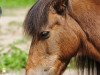 jumper Momo (Dartmoor Pony, 1987)