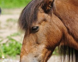 Springpferd Momo (Dartmoor-Pony, 1987)