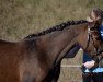 broodmare Bailey Sunshine (German Riding Pony, 2011, from Novalis T)