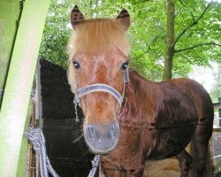 Zuchtstute Roxanne (Shetland B (über 107-117), 1991, von Kai 803 S)