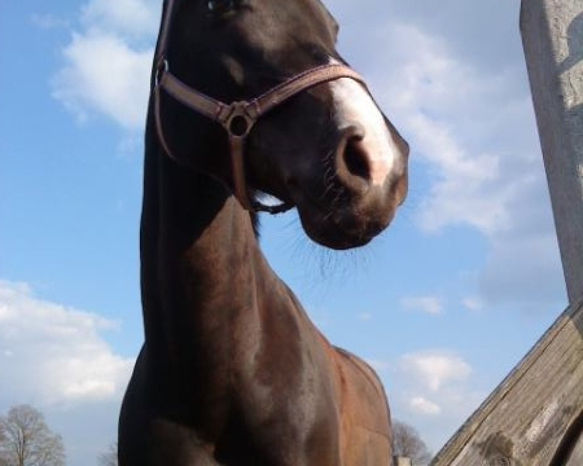 dressage horse Rubina (Westphalian, 1998, from Rover)