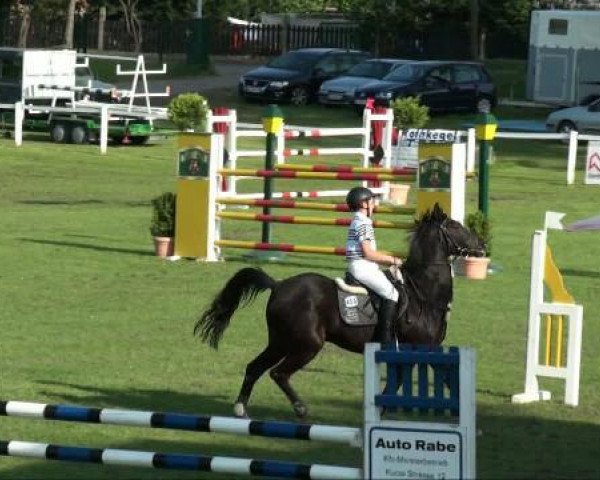 Pferd Narziss (Deutsches Reitpony, 2001, von Narrator)