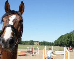 jumper Sir Karlo (Hanoverian, 2005, from Souvenir)