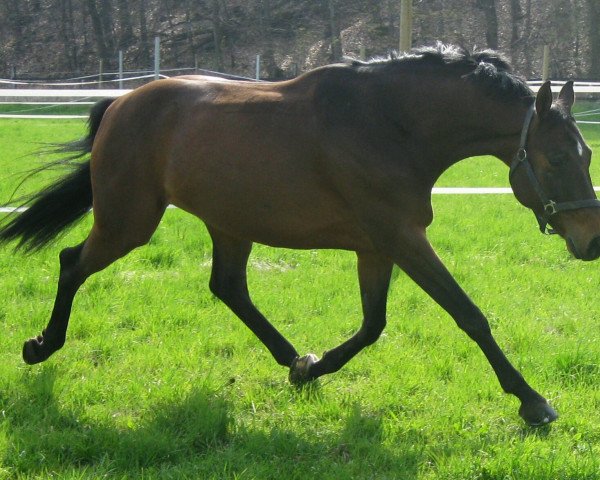 dressage horse Lucca 78 (Bavarian, 2003, from Luberon)