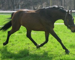 dressage horse Lucca 78 (Bavarian, 2003, from Luberon)