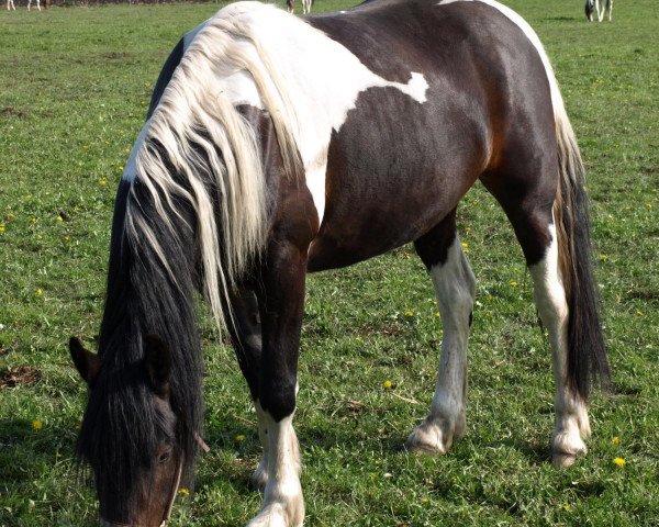 broodmare Oramea (Pinto / Small Riding Horse, 2008, from Otje)