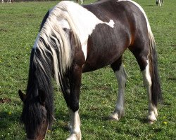 broodmare Oramea (Pinto / Small Riding Horse, 2008, from Otje)